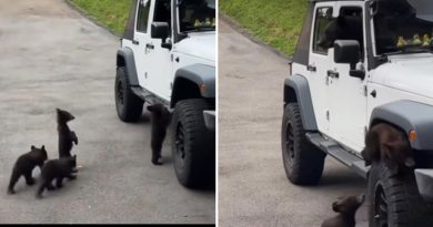 TIERNO VIDEO: Dejaron las ventanillas abiertas y una familia de osos se 'apodera' de su Jeep