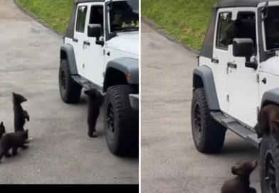 TIERNO VIDEO: Dejaron las ventanillas abiertas y una familia de osos se 'apodera' de su Jeep