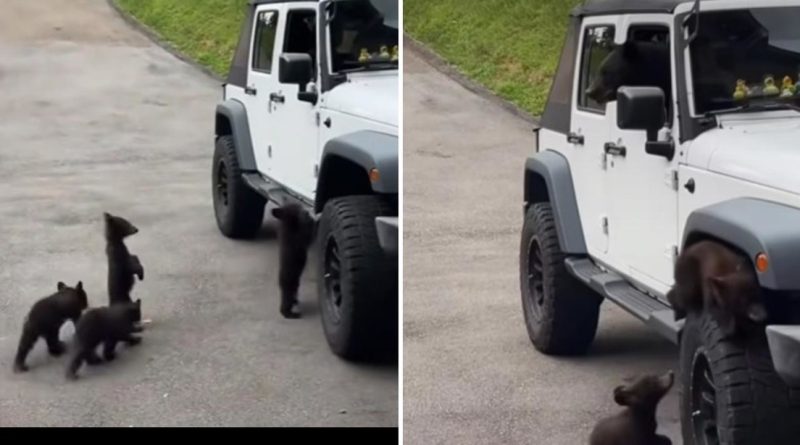 TIERNO VIDEO: Dejaron las ventanillas abiertas y una familia de osos se 'apodera' de su Jeep