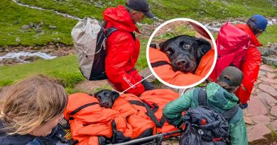 Un perro es rescatado de la montaña más alta de Escocia tras comer cannabis (FOTO)