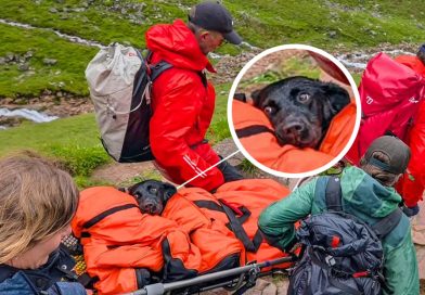 Un perro es rescatado de la montaña más alta de Escocia tras comer cannabis (FOTO)