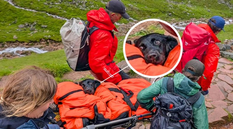 Un perro es rescatado de la montaña más alta de Escocia tras comer cannabis (FOTO)