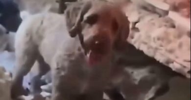 Una valiente perrita ayuda a sacar a sus dueños de los escombros en Venezuela (VIDEO)