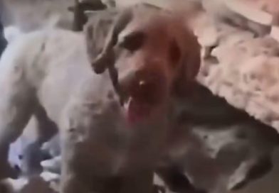 Una valiente perrita ayuda a sacar a sus dueños de los escombros en Venezuela (VIDEO)