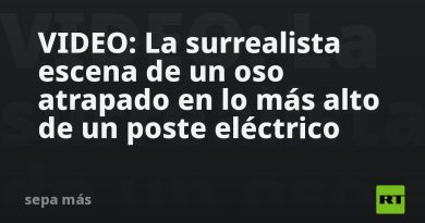 VIDEO: La surrealista escena de un oso atrapado en lo más alto de un poste eléctrico