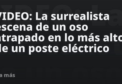 VIDEO: La surrealista escena de un oso atrapado en lo más alto de un poste eléctrico