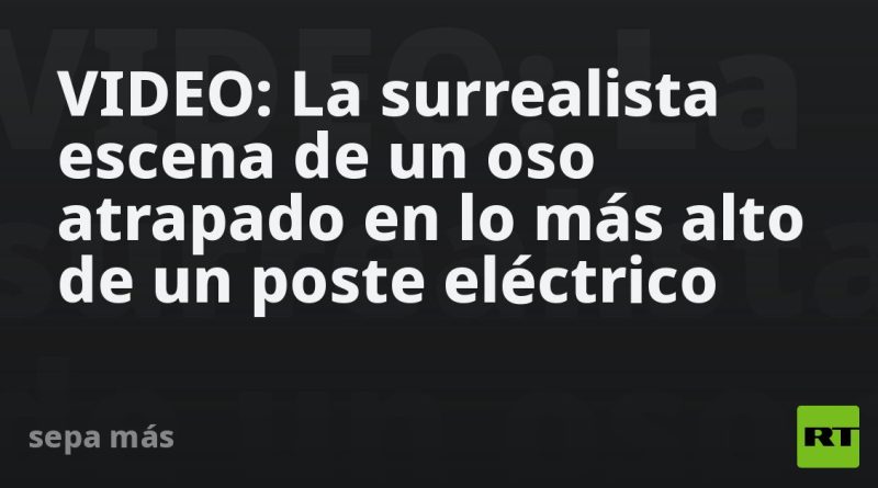 VIDEO: La surrealista escena de un oso atrapado en lo más alto de un poste eléctrico