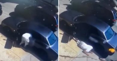 VIDEO SENSIBLE: Balean a un hombre en su auto a plena luz del día
