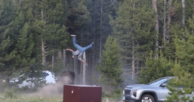 VIDEO: Un bisonte embiste y lanza por los aires a un hombre en EE.UU.