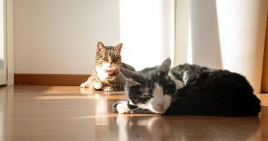 ¿Sabe tu gato cuándo estás triste o alegre? Un estudio tiene la respuesta