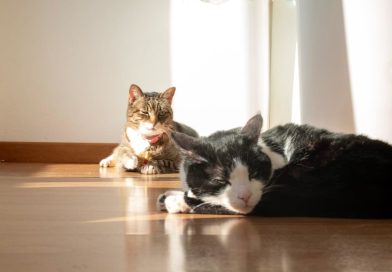 ¿Sabe tu gato cuándo estás triste o alegre? Un estudio tiene la respuesta
