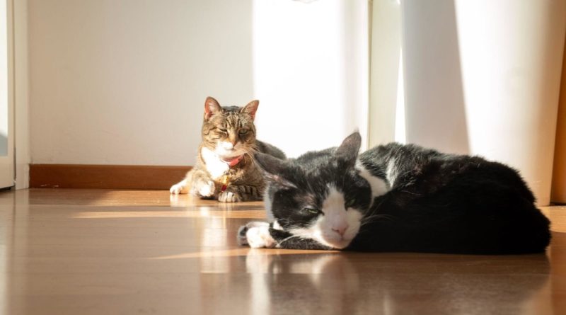 ¿Sabe tu gato cuándo estás triste o alegre? Un estudio tiene la respuesta