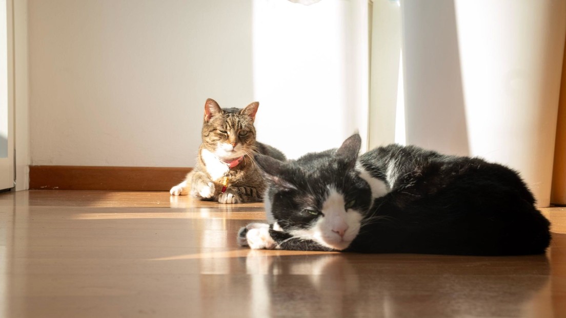¿Sabe tu gato cuándo estás triste o alegre? Un estudio tiene la respuesta