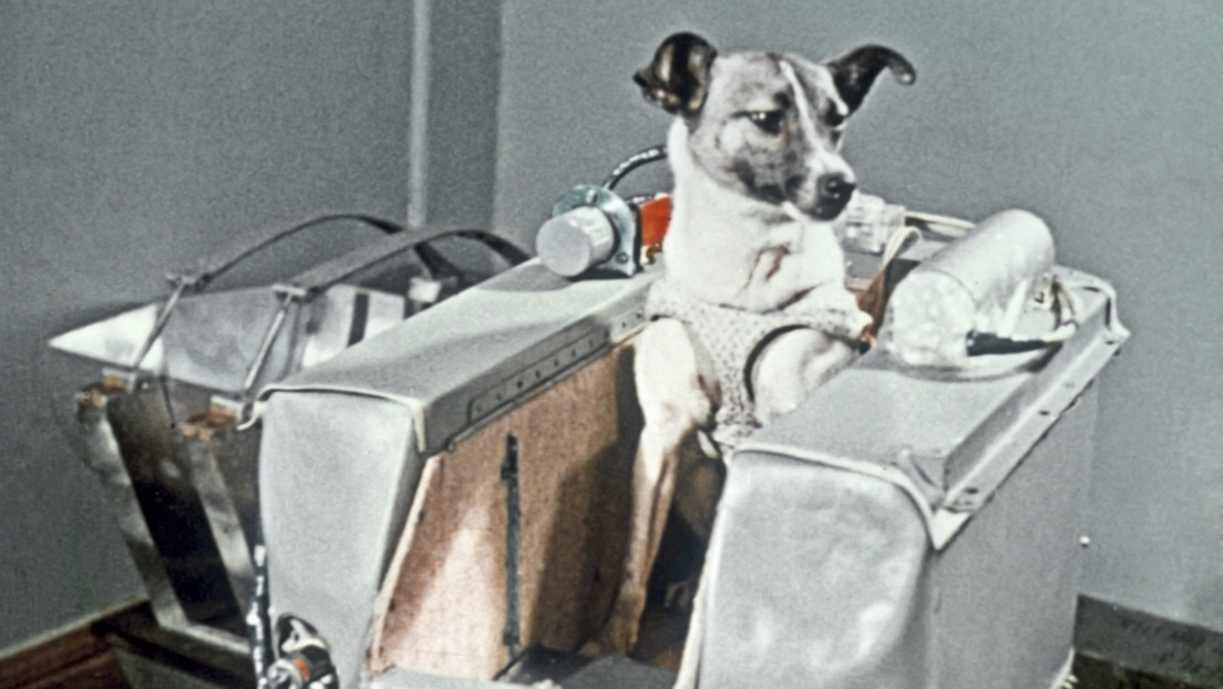 Antes de Gagarin hubo perros: los pioneros olvidados del espacio