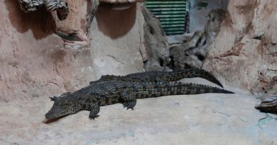 Las prisiones israelíes no tendrán cocodrilos (por ahora)