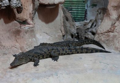 Las prisiones israelíes no tendrán cocodrilos (por ahora)