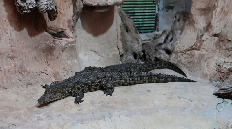 Las prisiones israelíes no tendrán cocodrilos (por ahora)