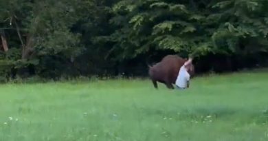 VIDEO: Se acerca a un bisonte para tomar una foto y descubre dolorosamente que fue mala idea