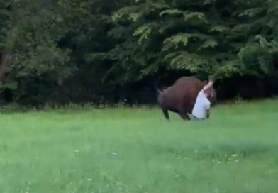 VIDEO: Se acerca a un bisonte para tomar una foto y descubre dolorosamente que fue mala idea