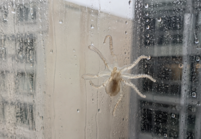 VIDEO: Tifón lleva comida de mar hasta su casa