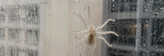 VIDEO: Tifón lleva comida de mar hasta su casa