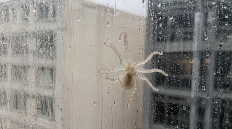 VIDEO: Tifón lleva comida de mar hasta su casa