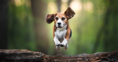 ¿No más alergias? Crean perros genéticamente modificados que no provocan estornudos