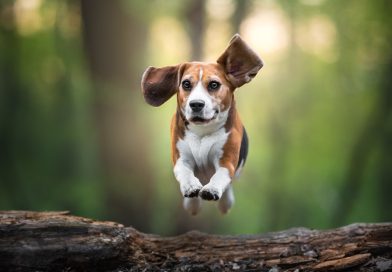 ¿No más alergias? Crean perros genéticamente modificados que no provocan estornudos