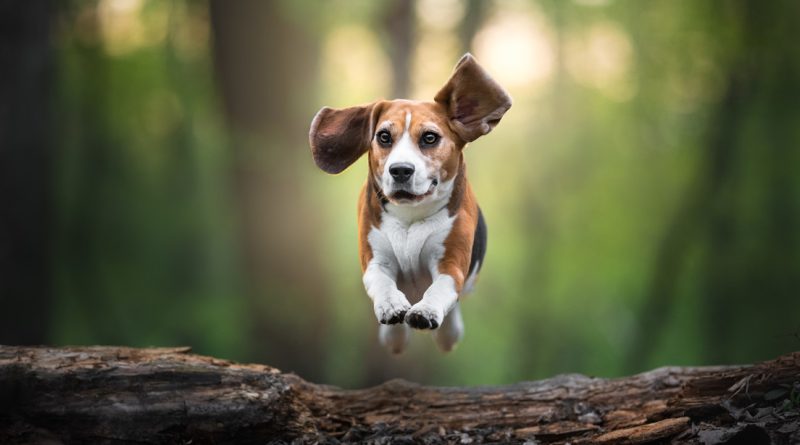 ¿No más alergias? Crean perros genéticamente modificados que no provocan estornudos