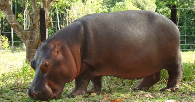 Ecuador da un "rotundo no" a propuesta de recibir hipopótamos de Pablo Escobar
