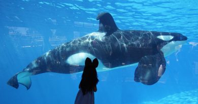 Muere la orca "más solitaria del mundo"