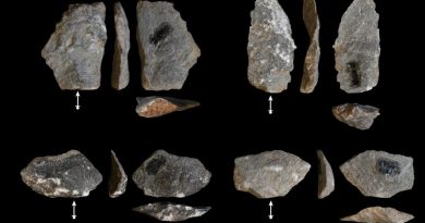 Descubren similitudes entre las herramientas de piedra usadas por los macacos modernos y nuestros ancestros