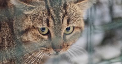 Intriga resuelta: el mítico gato-zorro de Córcega es un linaje genético propio