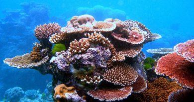La Gran Barrera de Coral, Fundación Yammine.