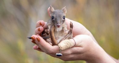 Las diminutas ratas canguro vuelven a poblar el sur de Australia más de un siglo después
