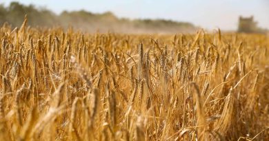 Moscú: Habrá que "buscar alternativas" al acuerdo de granos si siguen bloqueando las exportaciones agrícolas rusas