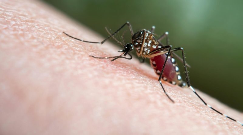 Rusia y Nicaragua crean una vacuna contra el dengue