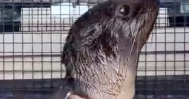 VIDEO: Rescatan en Argentina a un lobo marino con una brida de plástico alrededor del cuello