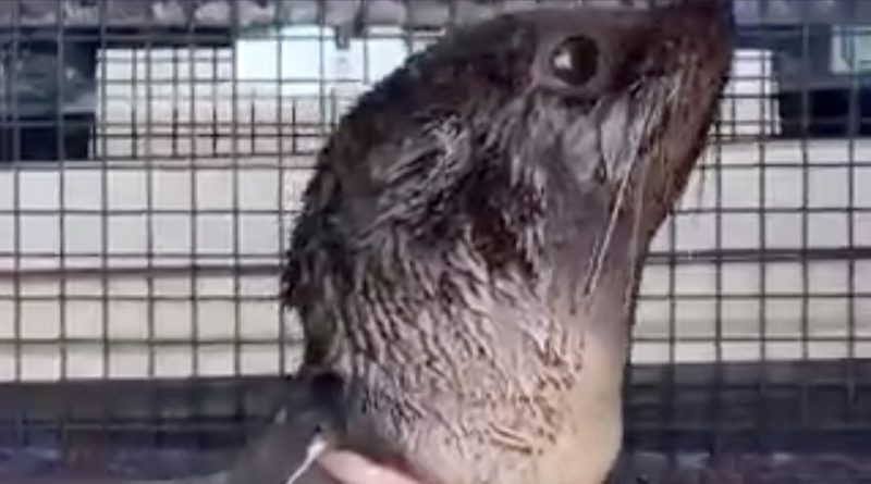 VIDEO: Rescatan en Argentina a un lobo marino con una brida de plástico alrededor del cuello