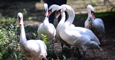 Cisnes adictos al opio se niegan a abandonar una plantación de adormidera (VIDEO)