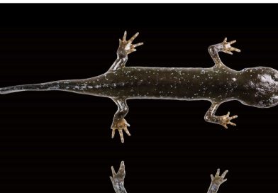 Descubren una nueva especie de salamandra caníbal que había permanecido oculta en China
