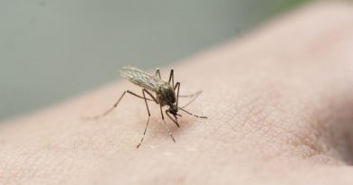 Detectan varios casos de una enfermedad mortal transmitida por mosquitos en EE.UU.