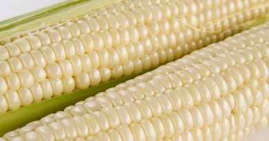 México restablece el arancel del 50 % para las importaciones de maíz blanco