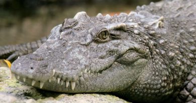 'Nacimiento virgen': descubren que cocodrilos hembras pueden reproducirse sin machos