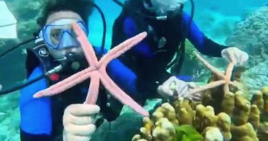 Turistas se enfrentan a prisión por tocar estrellas de mar y pisar arrecifes de coral en Tailandia
