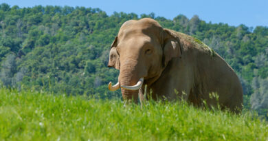 Esta es la primera ciudad de EE.UU. en legalizar los derechos de los elefantes