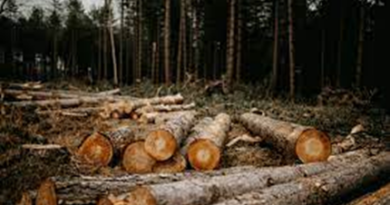 Los efectos de la deforestación en la biodiversidad y cómo contribuir a la conservación de los bosques