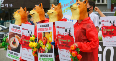 Nuevo impulso a ley que busca prohibir el consumo de carne de perro en Corea del Sur