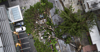 Fuertes temporales provocan caídas de árboles en Caracas (VIDEOS)