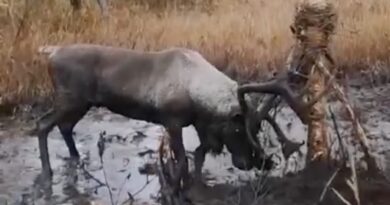VIDEO: Rescatan a un ciervo en peligro de extinción de una trampa mortal en el Lejano Oriente ruso